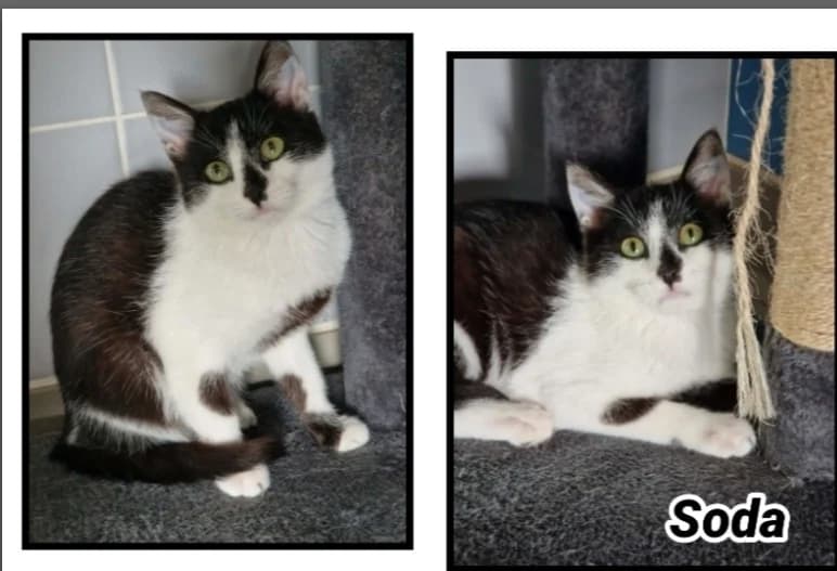 SODA, male Mixed Breed for adoption at SPA Cherbourg (Cotentin), Cherbourg