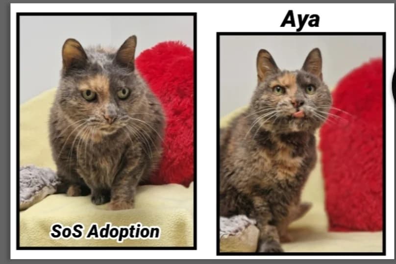 AYA (Réservée), female senior Mixed Breed for adoption at SPA Cherbourg (Cotentin), Cherbourg