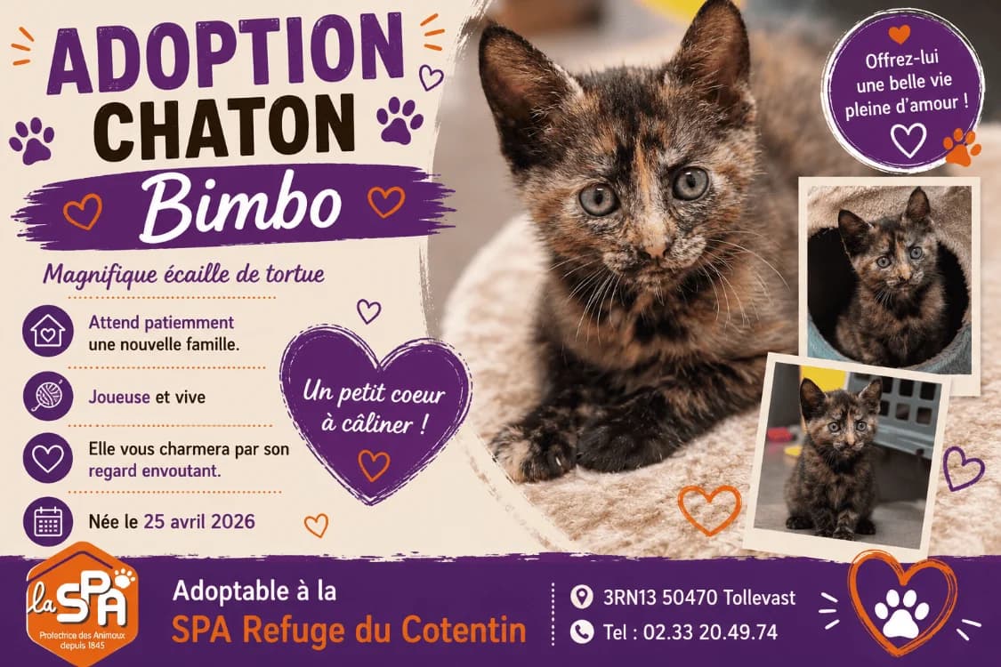 BIMBO, female Mixed Breed for adoption at SPA Cherbourg (Cotentin), Cherbourg