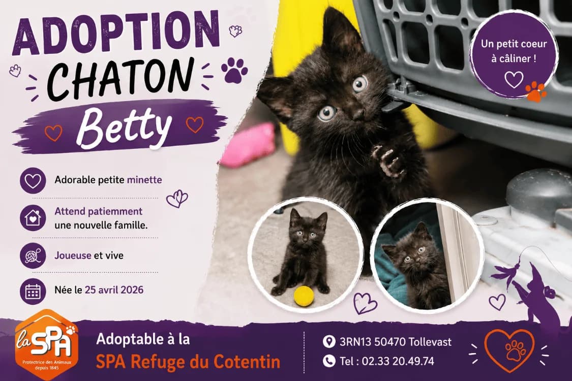 BETTY, female Mixed Breed for adoption at SPA Cherbourg (Cotentin), Cherbourg