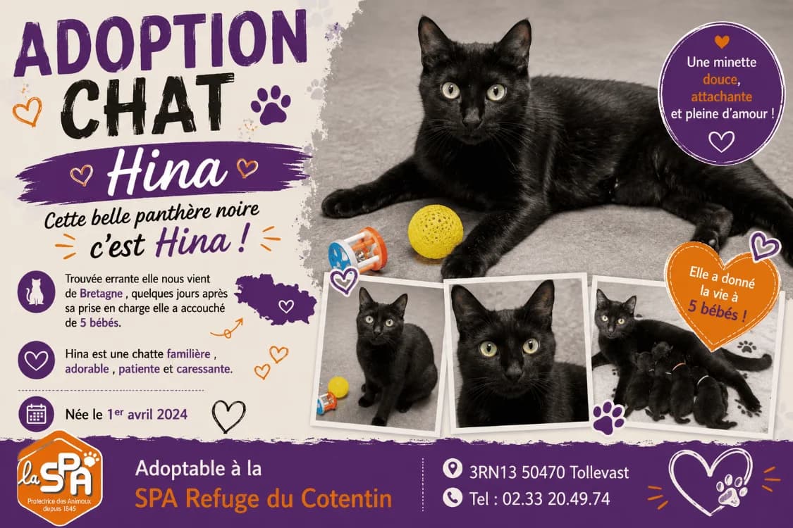 HINA (Réservée), female young Mixed Breed for adoption at SPA Cherbourg (Cotentin), Cherbourg
