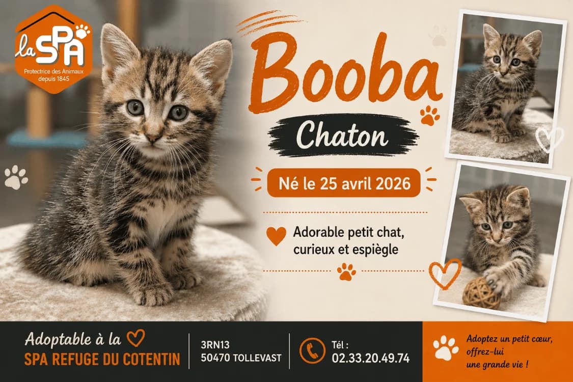 BOOBA réservé, male Mixed Breed for adoption at SPA Cherbourg (Cotentin), Cherbourg