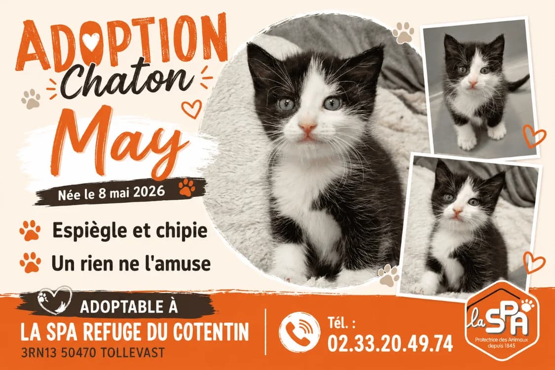 MAY, female Mixed Breed for adoption at SPA Cherbourg (Cotentin), Cherbourg