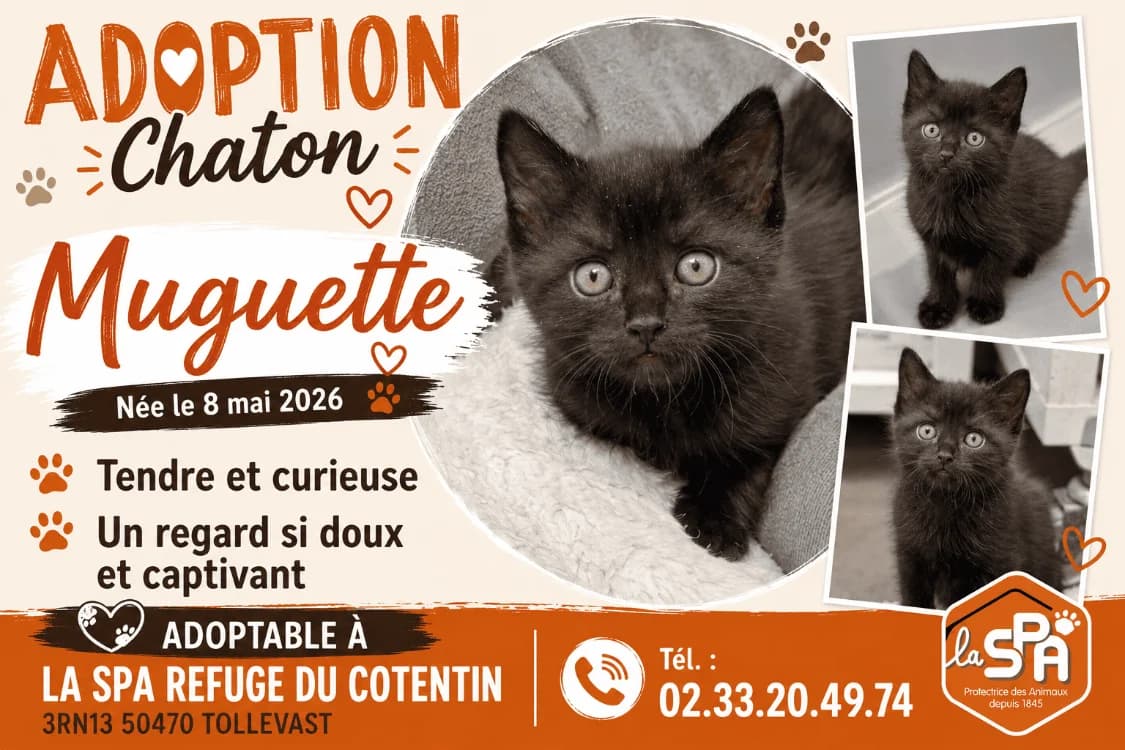 MUGUETTE, female Mixed Breed for adoption at SPA Cherbourg (Cotentin), Cherbourg