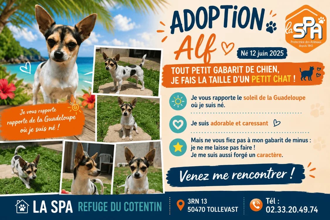 ALF, male Mixed Breed for adoption at SPA Cherbourg (Cotentin), Cherbourg