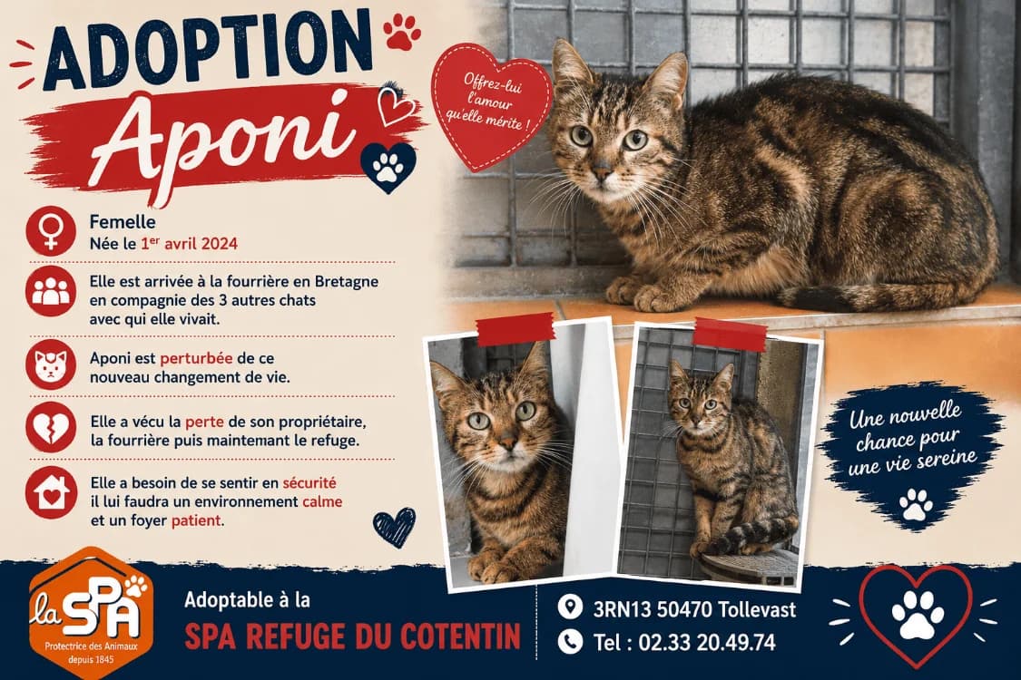 APONI, female young Mixed Breed for adoption at SPA Cherbourg (Cotentin), Cherbourg