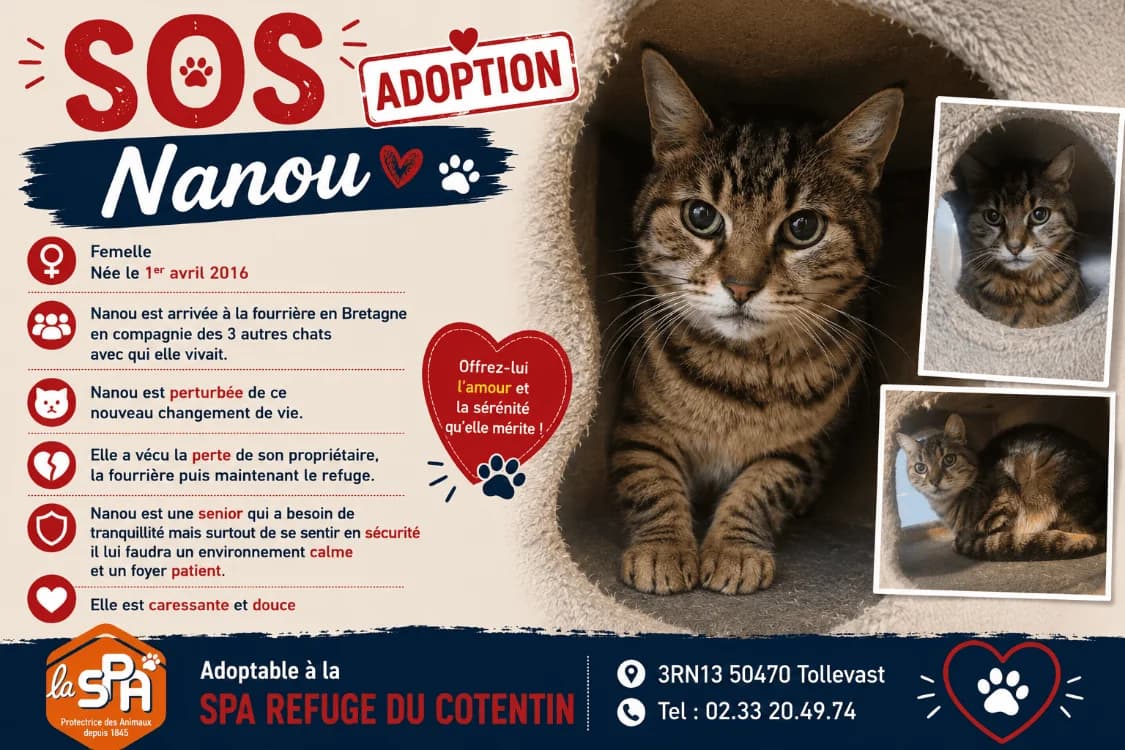 NANOU, female Mixed Breed for adoption at SPA Cherbourg (Cotentin), Cherbourg