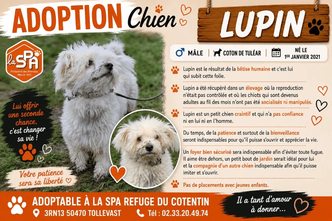 Lupin, male 5yo Mixed Breed for adoption at SPA Cherbourg (Cotentin), Cherbourg