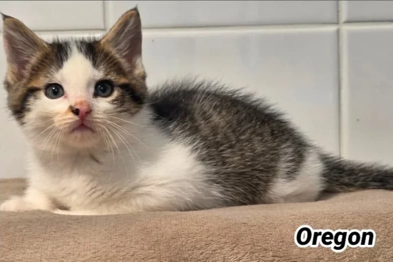 OREGON (Réservé), male Mixed Breed for adoption at SPA Cherbourg (Cotentin), Cherbourg