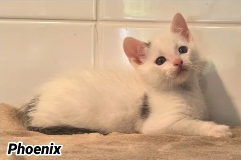PHOENIX (réservé), male Mixed Breed for adoption at SPA Cherbourg (Cotentin), Cherbourg
