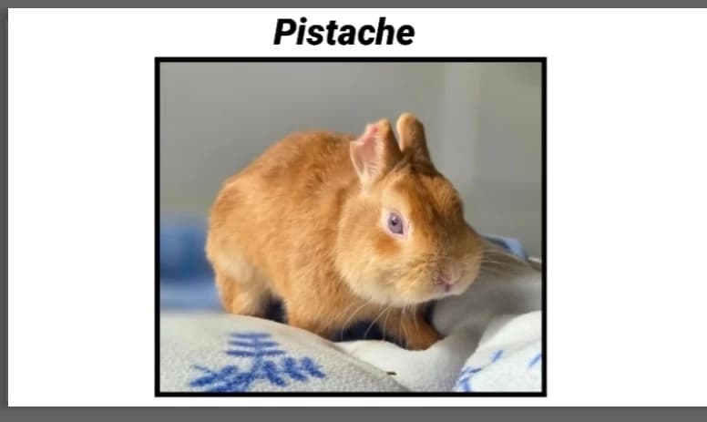 PISTACHE, male young Dalmatian for adoption at SPA Cherbourg (Cotentin), Cherbourg