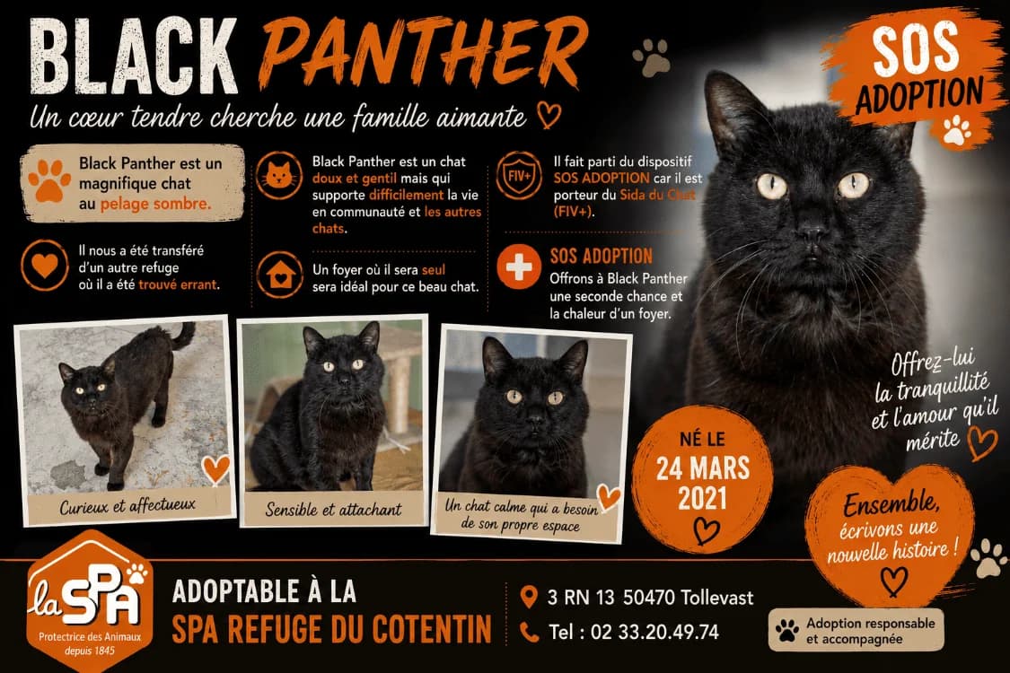 BLACK PANTHER, male 5yo Mixed Breed for adoption at SPA Cherbourg (Cotentin), Cherbourg