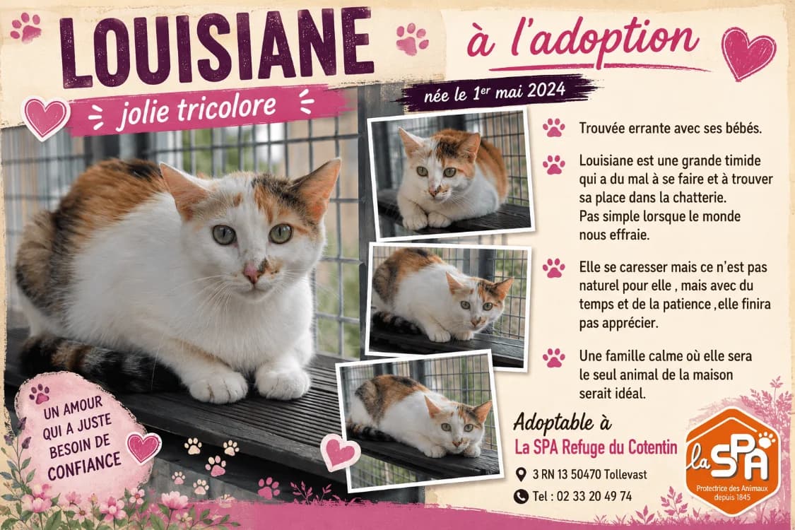 LOUISIANE, female young Mixed Breed for adoption at SPA Cherbourg (Cotentin), Cherbourg