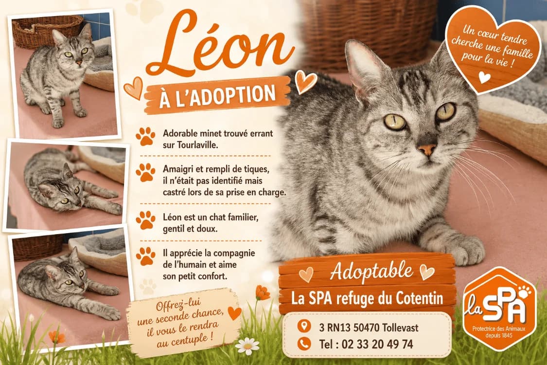 LEON RESERVE, Mixed Breed (SPA Troyes)