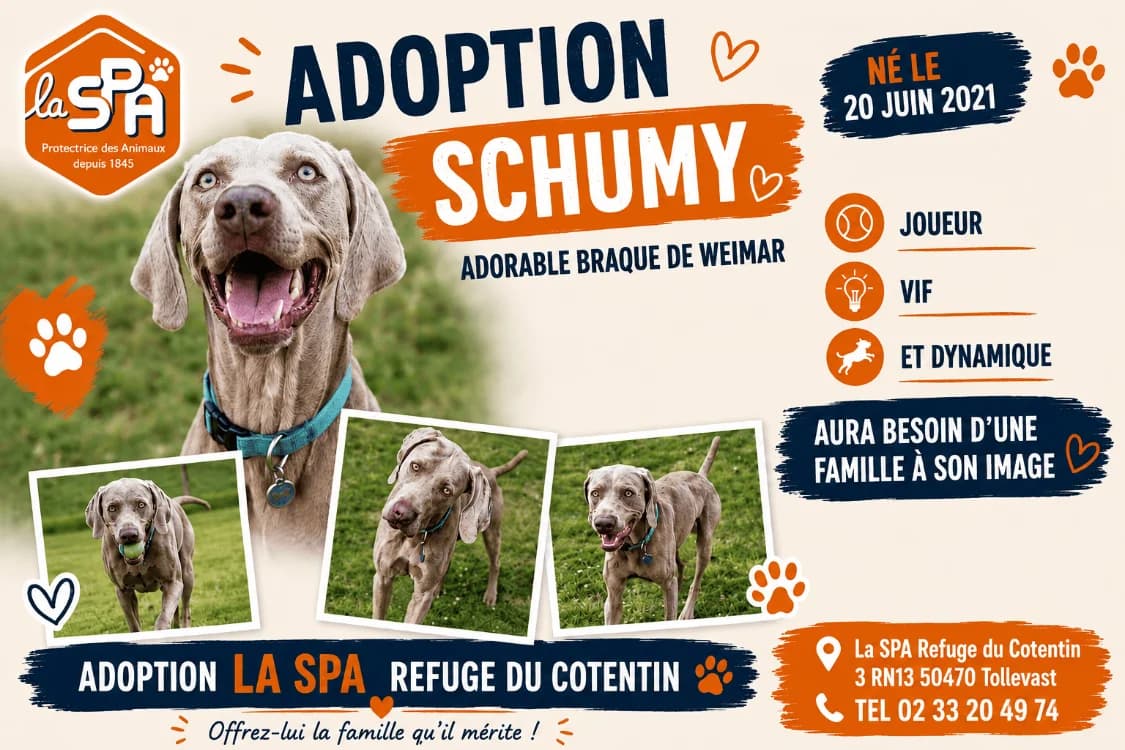 SCHUMY, male 5yo Pointer for adoption at SPA Cherbourg (Cotentin), Cherbourg