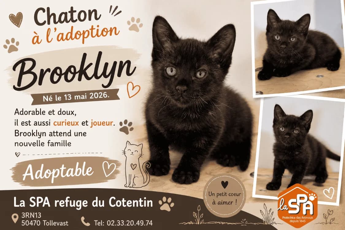 BROOKLYN (réservé), male Mixed Breed for adoption at SPA Cherbourg (Cotentin), Cherbourg