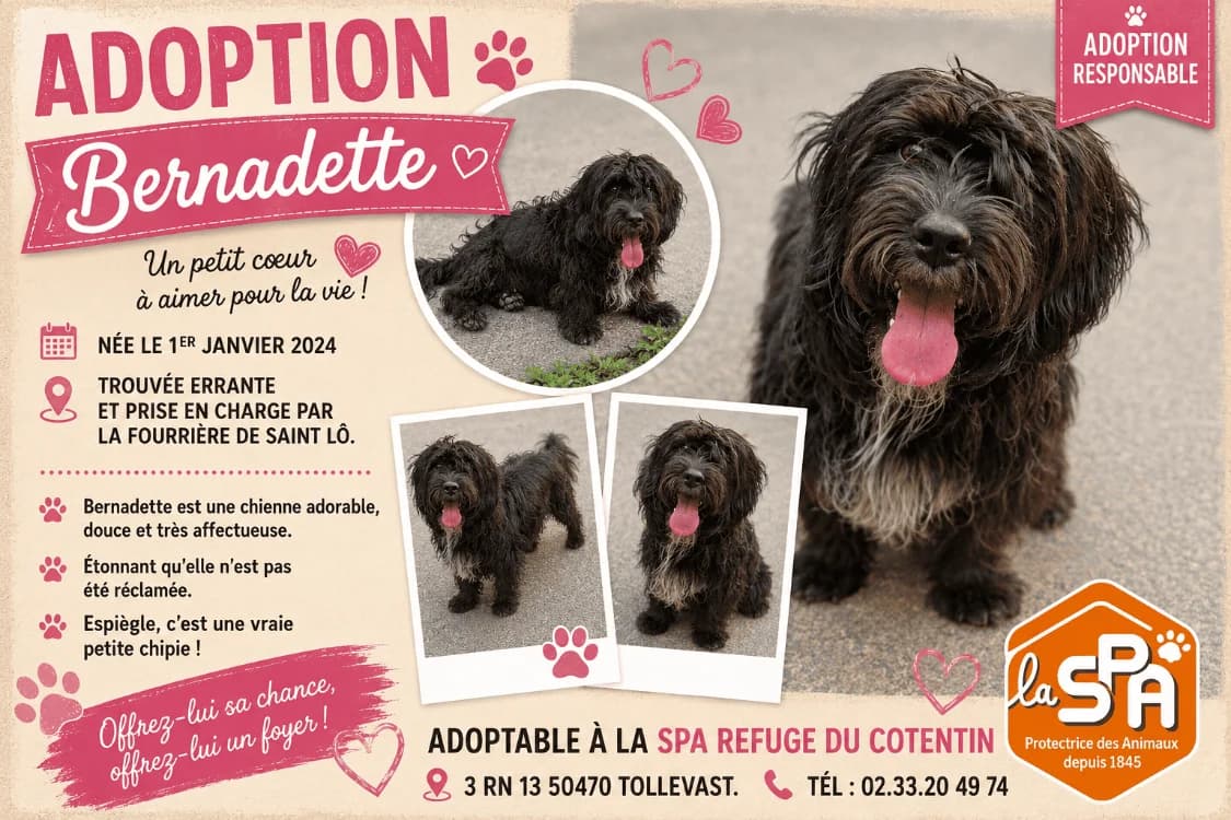 BERNADETTE (Réservée), female young Mixed Breed for adoption at SPA Cherbourg (Cotentin), Cherbourg