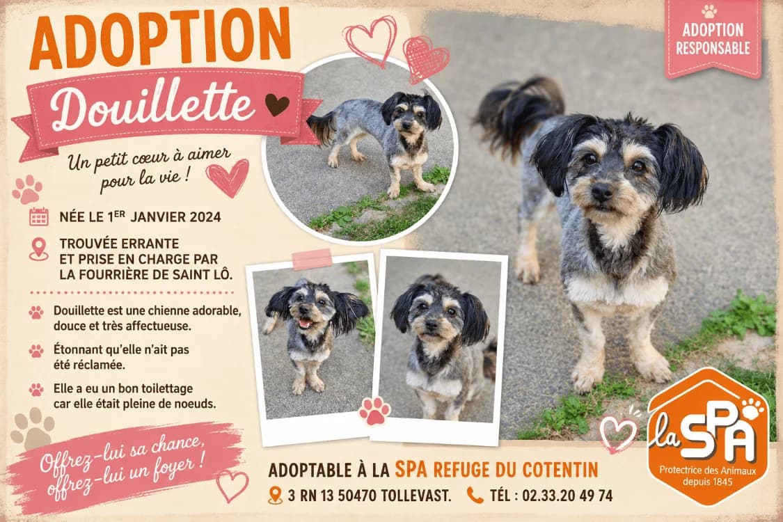 DOUILLETTE (Réservée), female young Yorkshire Terrier for adoption at SPA Cherbourg (Cotentin), Cherbourg