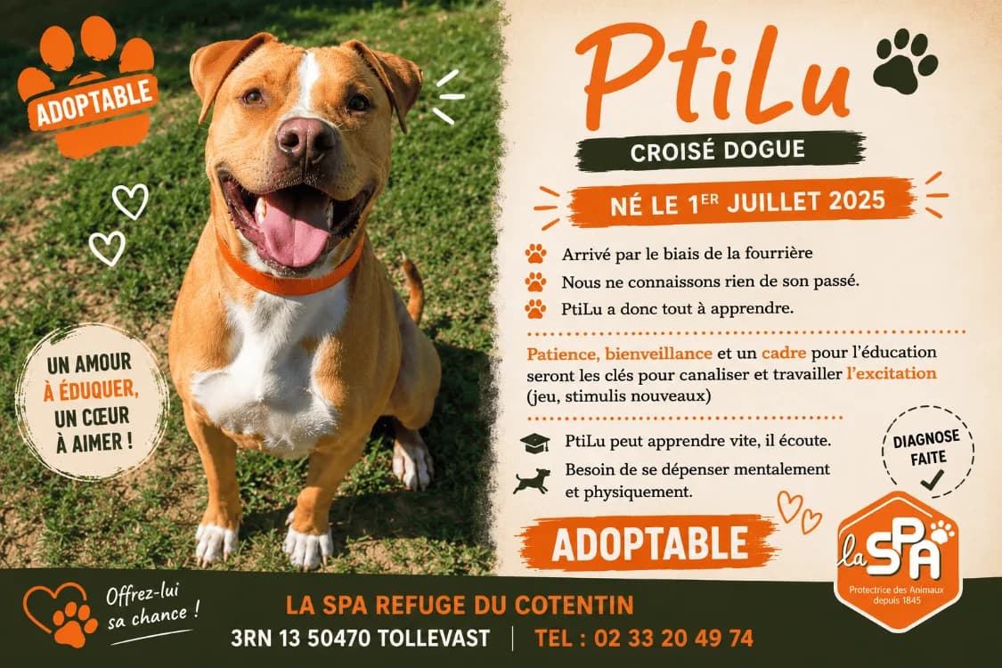 PTILU réservé, male young Mixed Breed for adoption at SPA Cherbourg (Cotentin), Cherbourg