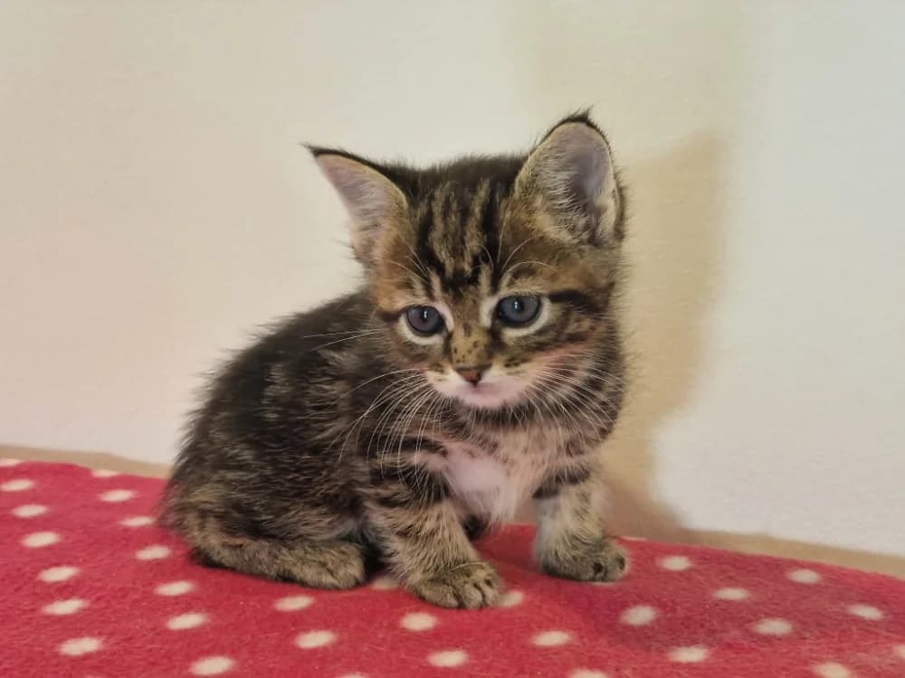CHELSEA, female Mixed Breed for adoption at SPA Cherbourg (Cotentin), Cherbourg