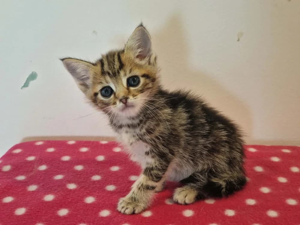 CHATHAM réservé, male Mixed Breed for adoption at SPA Cherbourg (Cotentin), Cherbourg