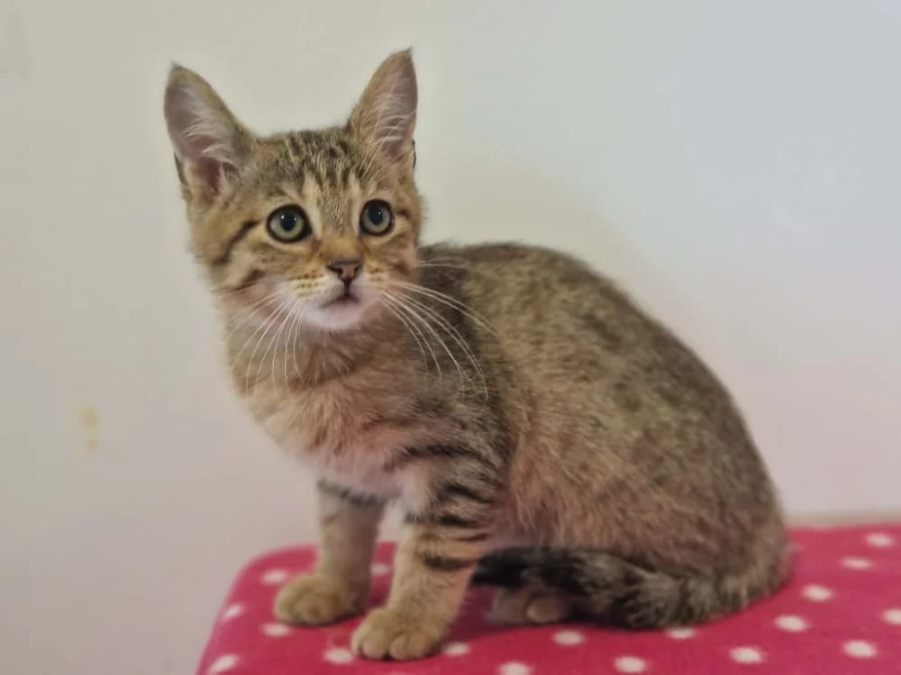 ROSE, female Mixed Breed for adoption at SPA Cherbourg (Cotentin), Cherbourg