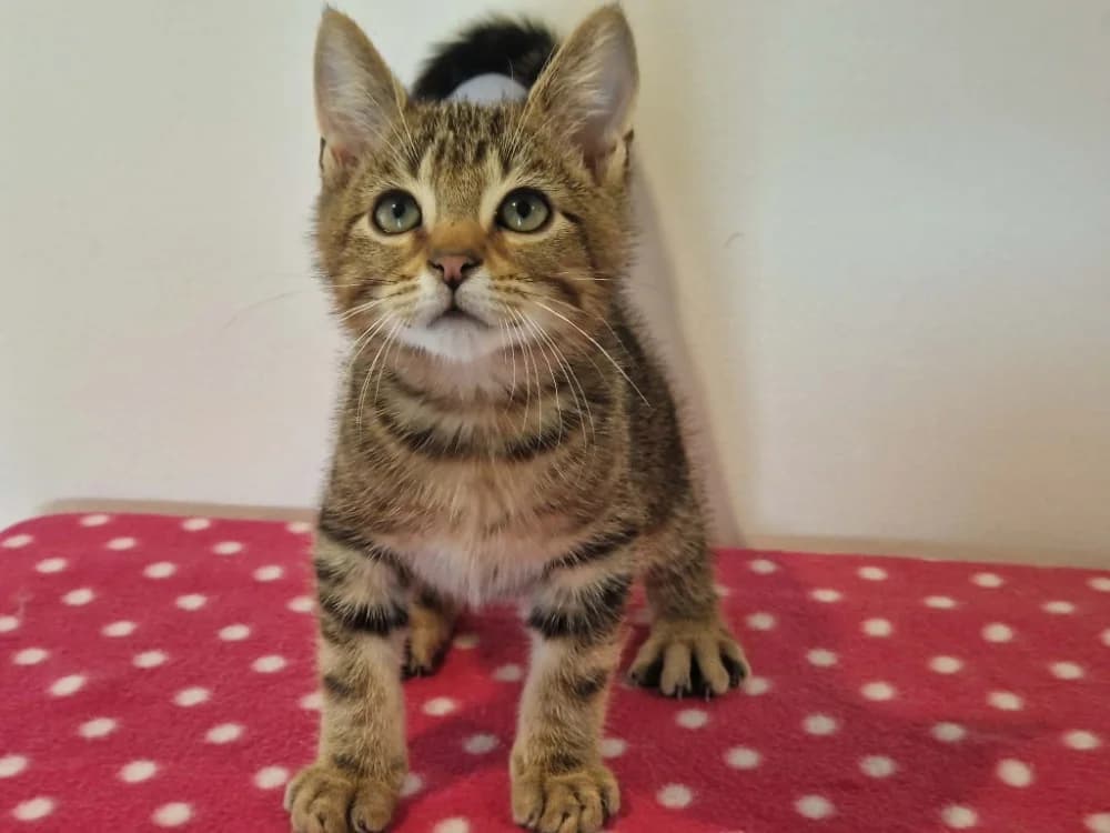 CACTUS reservé, male Mixed Breed for adoption at SPA Cherbourg (Cotentin), Cherbourg