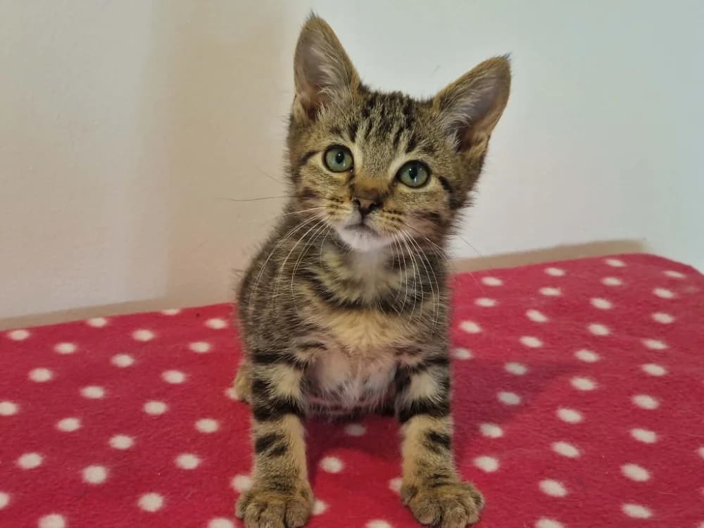 FREESI reservé, male Mixed Breed for adoption at SPA Cherbourg (Cotentin), Cherbourg
