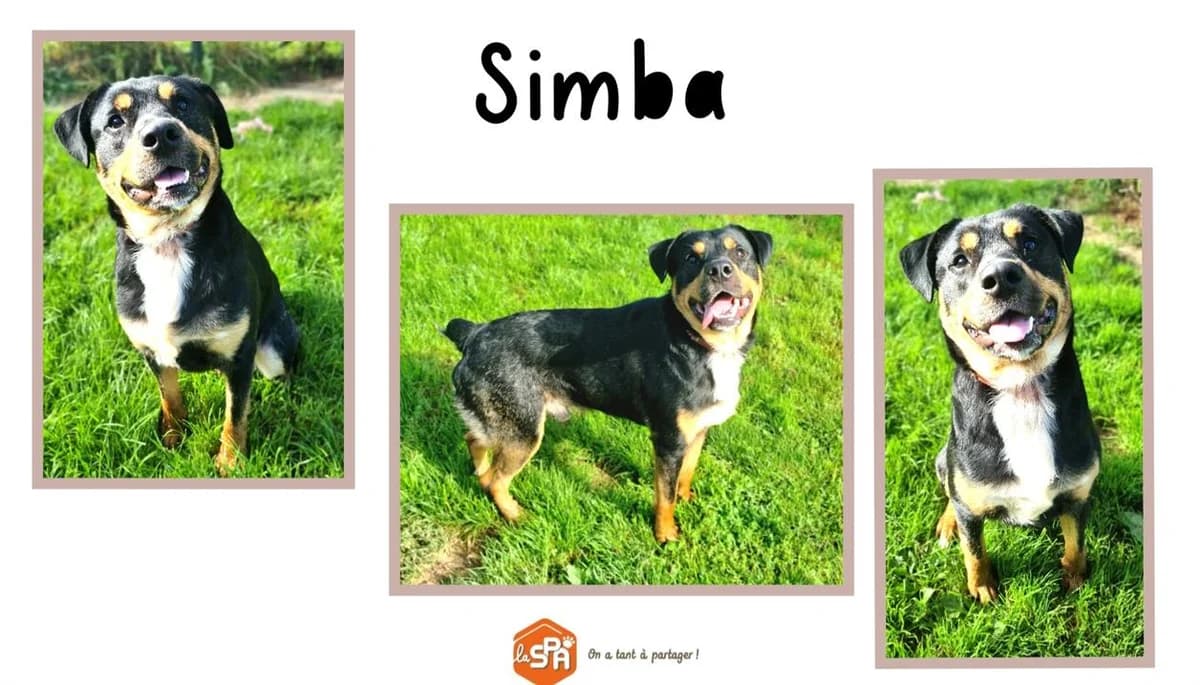 SILKA, male 4yo Mixed Breed for adoption at SPA Cherbourg (Cotentin), Cherbourg