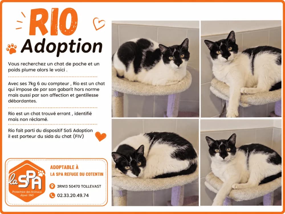 Rio, male Mixed Breed for adoption at SPA Crozon, Crozon