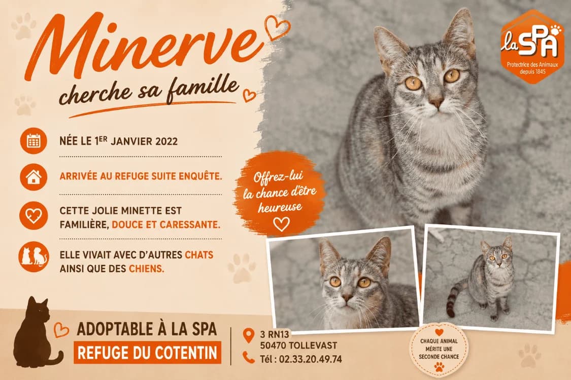 MINERVE, Mixed Breed (SPA Cherbourg (Cotentin))