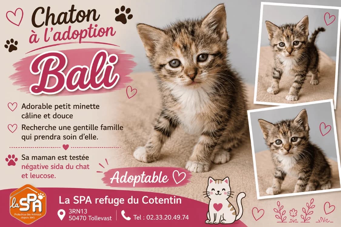 BALI réservée, female Mixed Breed for adoption at SPA Cherbourg (Cotentin), Cherbourg