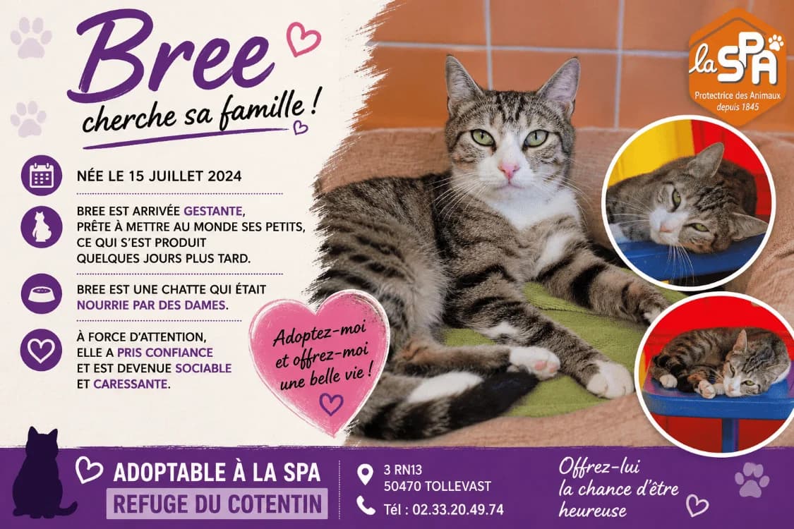 BREE (Réservée), female young Mixed Breed for adoption at SPA Cherbourg (Cotentin), Cherbourg
