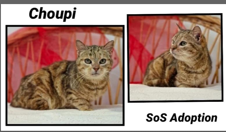 CHOUPI, female senior mixed breed for adoption at SPA Cherbourg (Cotentin), Cherbourg