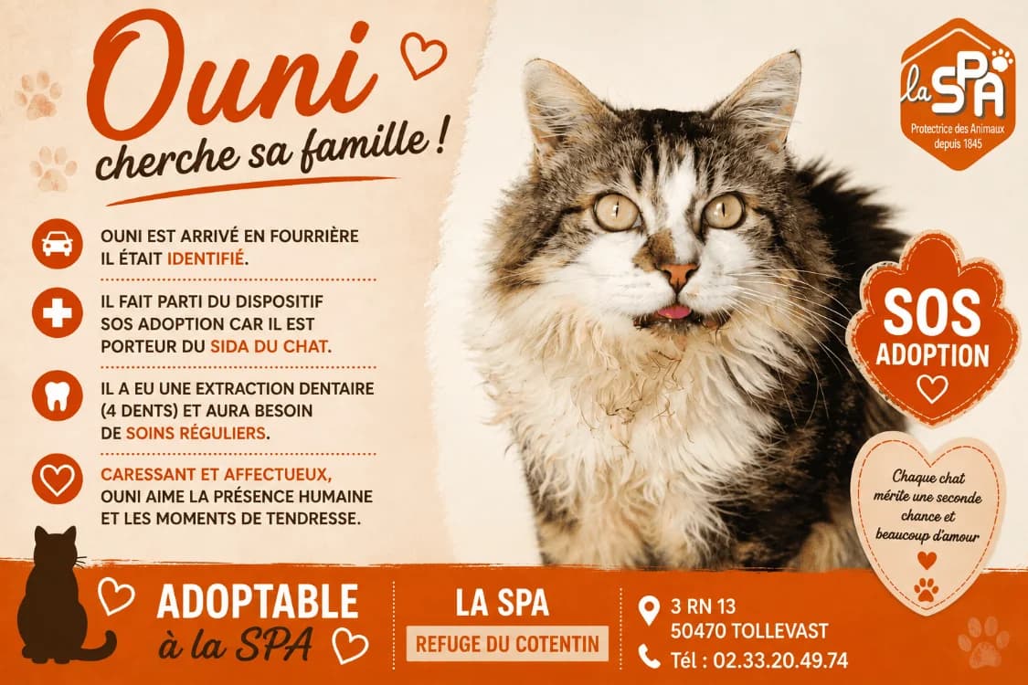 OUNI, male 7yo Mixed Breed for adoption at SPA Cherbourg (Cotentin), Cherbourg