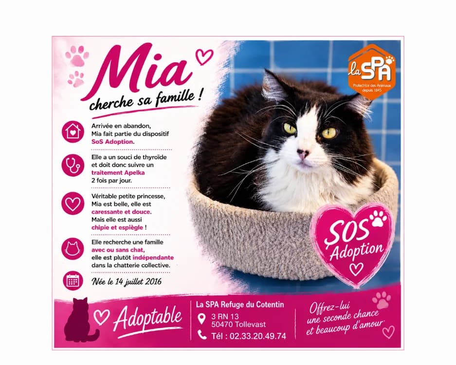 MIA, female senior Staffordshire Bull Terrier for adoption at SPA Cherbourg (Cotentin), Cherbourg