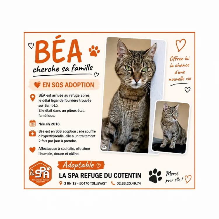 BEA, female senior Mixed Breed for adoption at SPA Cherbourg (Cotentin), Cherbourg