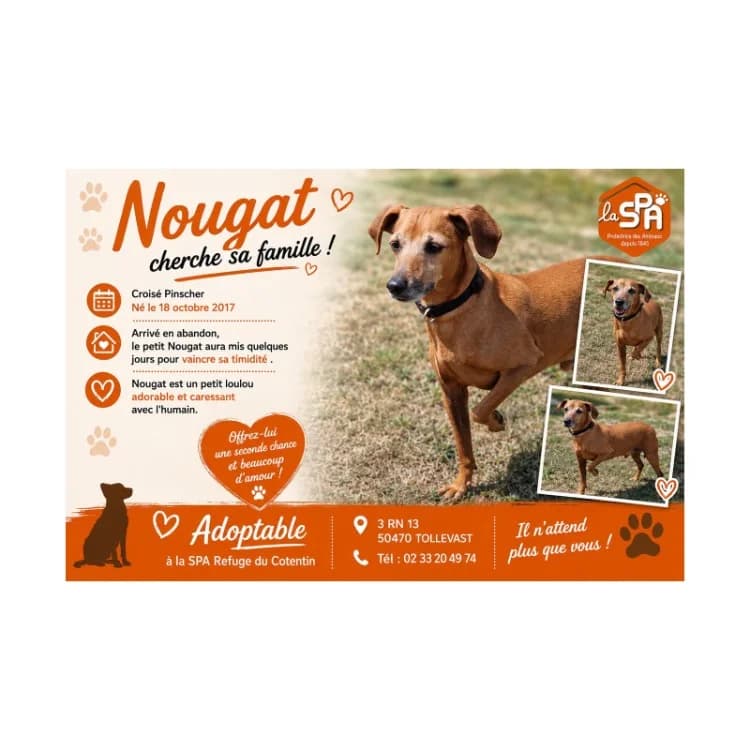 NOUGAT (réservé), male senior mixed breed for adoption at SPA Cherbourg (Cotentin), Cherbourg