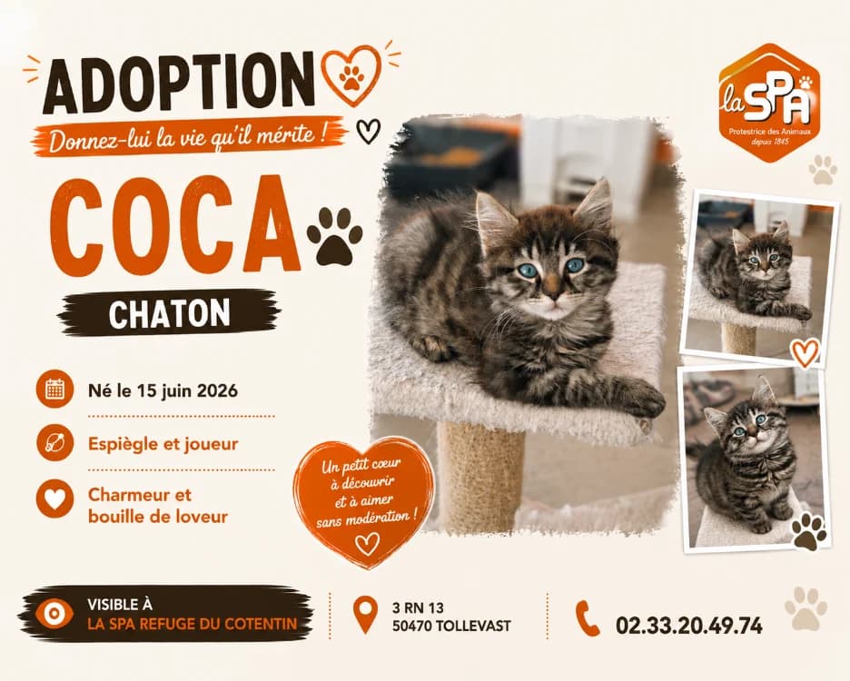 COCA (Réservé), male Mixed Breed for adoption at SPA Cherbourg (Cotentin), Cherbourg