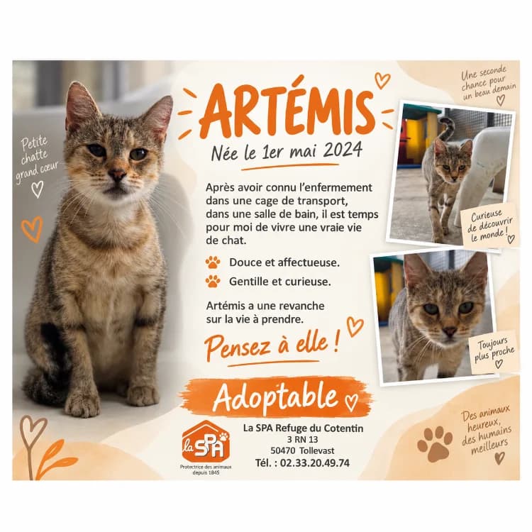 ARTEMIS, female young Mixed Breed for adoption at SPA Cherbourg (Cotentin), Cherbourg