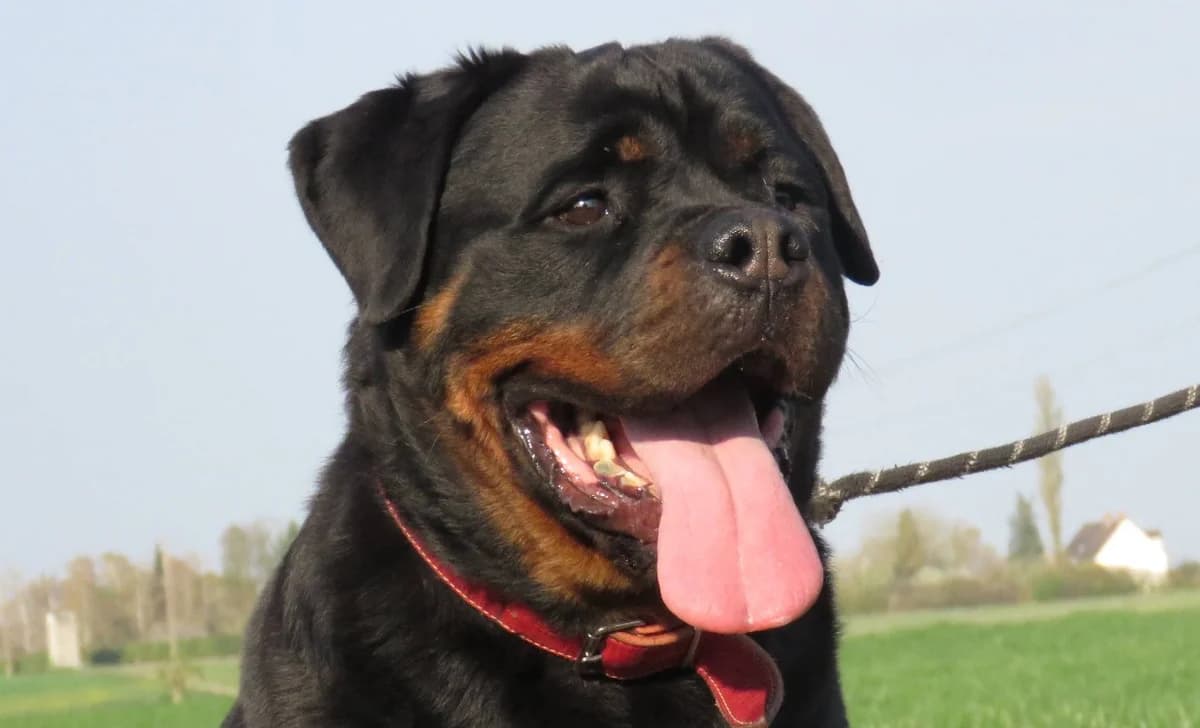 S'THANOS, male 5yo Rottweiler for adoption at SPA Chilleurs-aux-Bois, Chilleurs