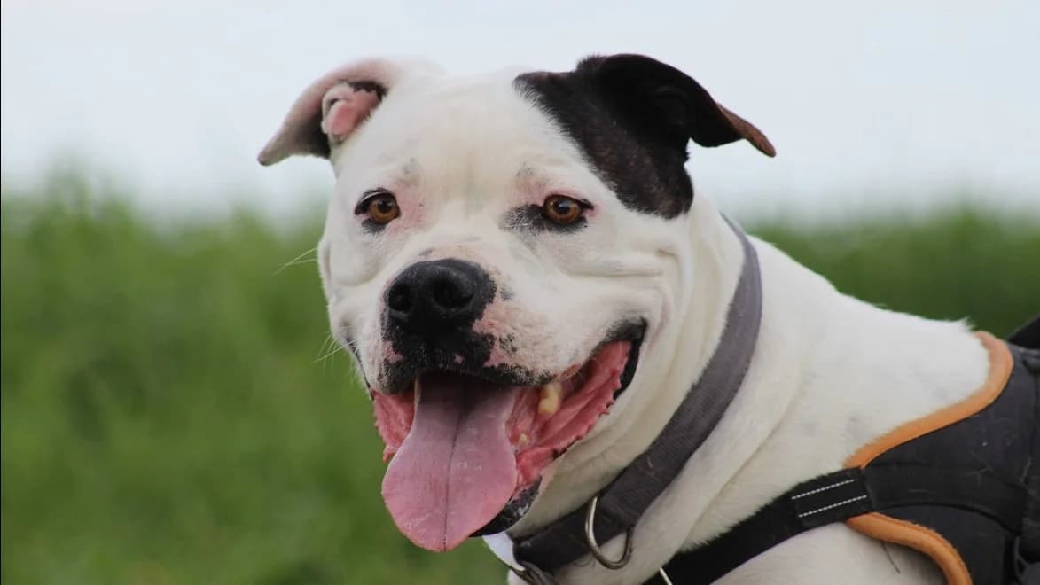 PATCH, male senior Mixed Breed for adoption at SPA Chilleurs-aux-Bois, Chilleurs