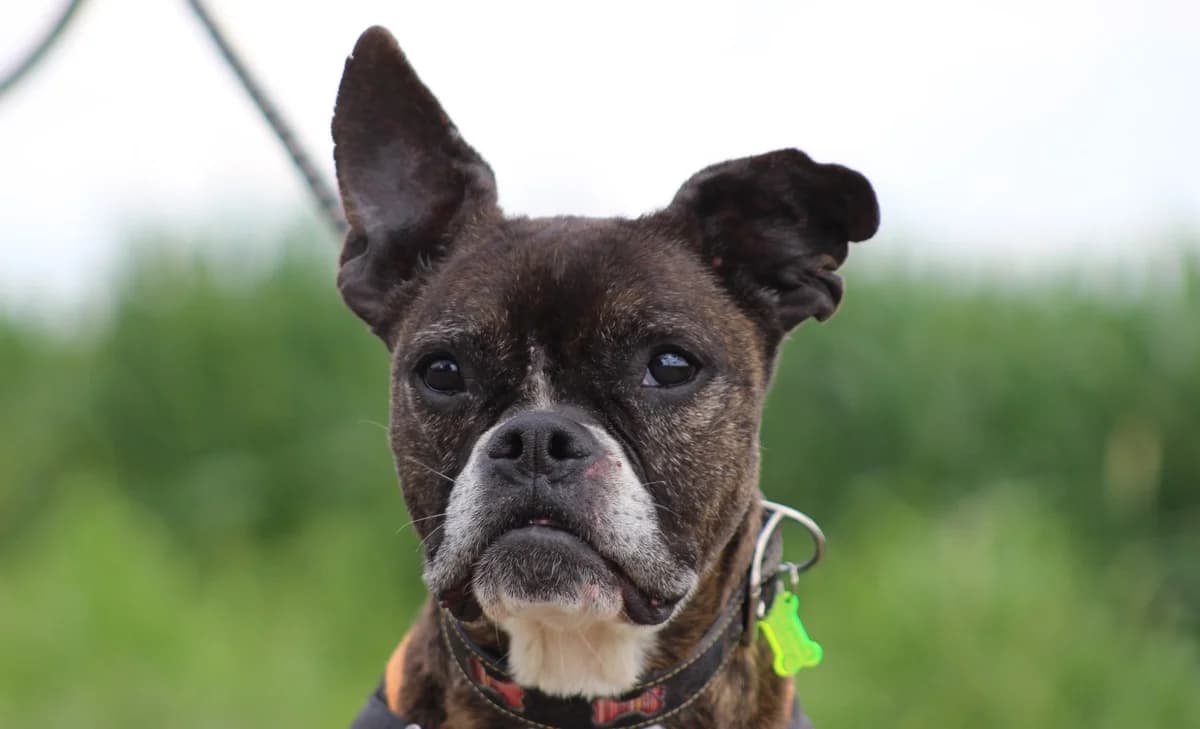 NOWEN, female French Bulldog for adoption at SPA Chilleurs-aux-Bois, Chilleurs