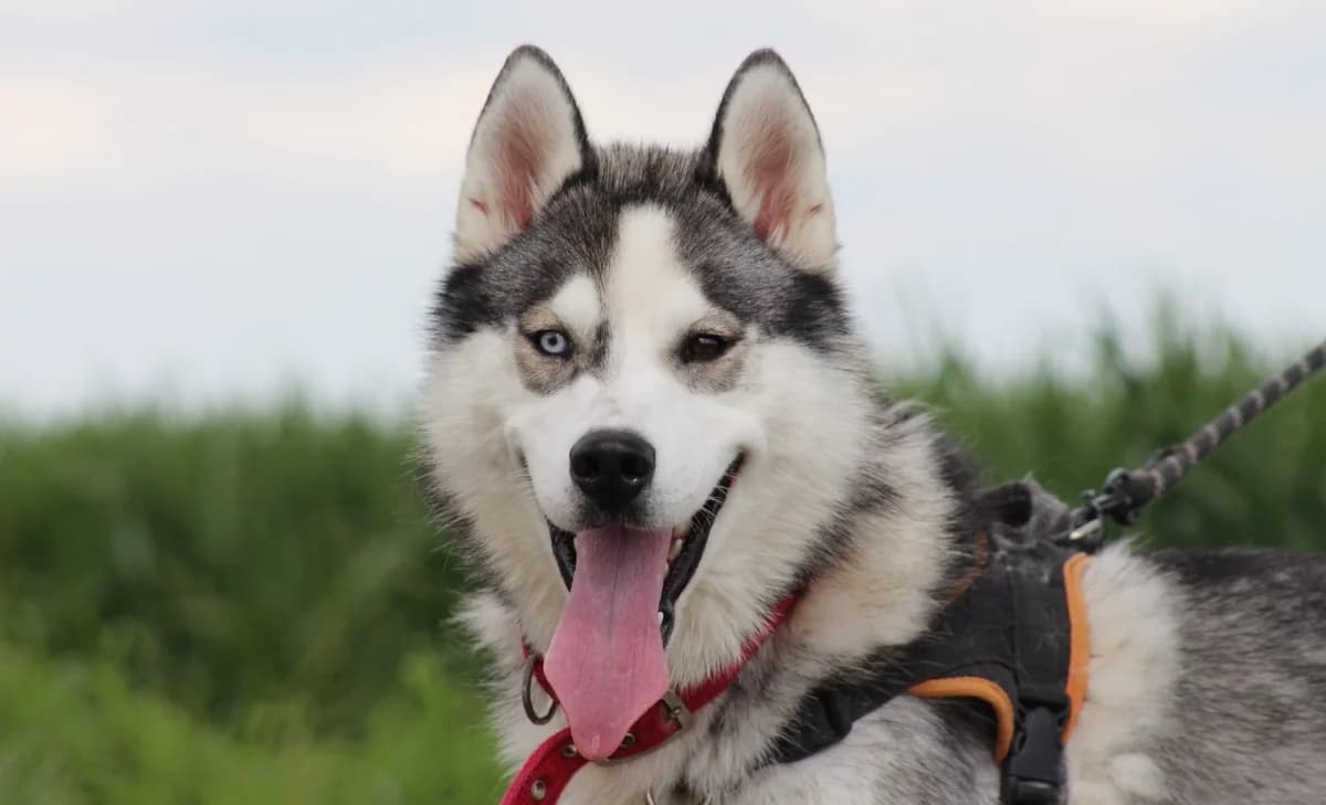 ALI, male Husky for adoption at SPA Chilleurs-aux-Bois, Chilleurs