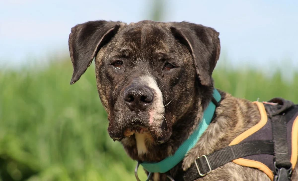 HADES, male senior Mixed Breed for adoption at SPA Chilleurs-aux-Bois, Chilleurs