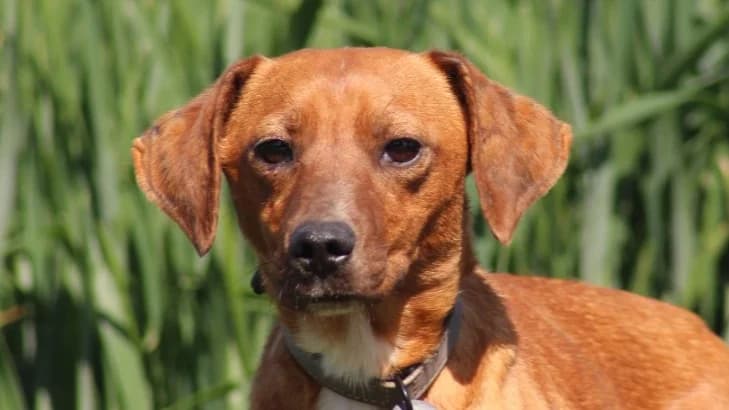 GINGER, female 3yo mixed breed for adoption at SPA Chilleurs-aux-Bois, Chilleurs