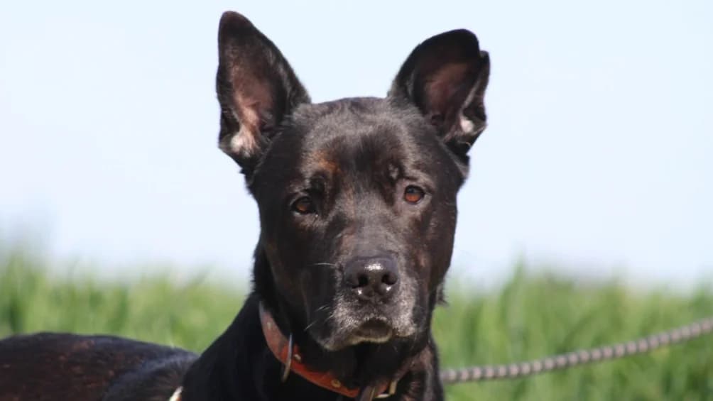 SANCHO, male 5yo mixed breed for adoption at SPA Chilleurs-aux-Bois, Chilleurs