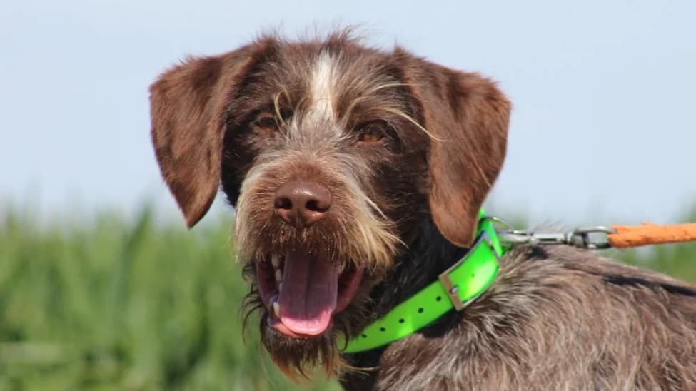 TENSHI (réservé), male young mixed breed for adoption at SPA Chilleurs-aux-Bois, Chilleurs