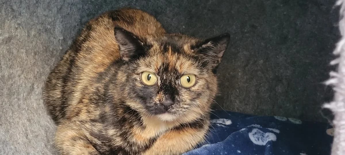 OLYMPIA, female mixed breed for adoption at SPA Chilleurs-aux-Bois, Chilleurs