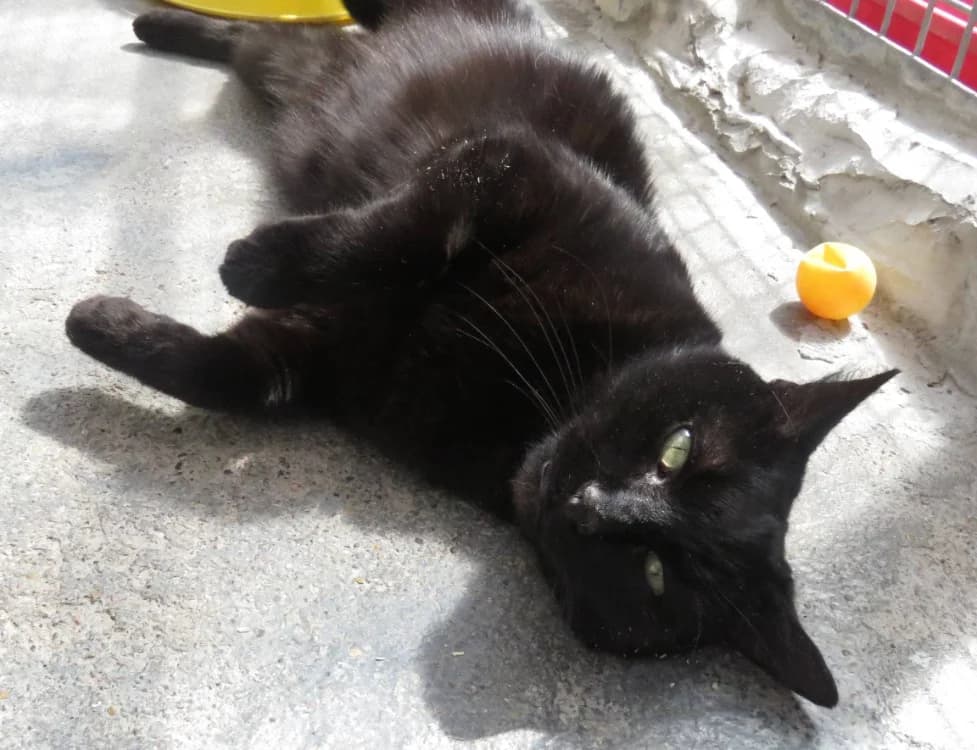 ROUDOUDOU, male 5yo mixed breed for adoption at SPA Chilleurs-aux-Bois, Chilleurs